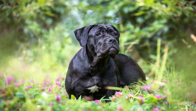 Signs Of Healthy Shedding Cane Corsos