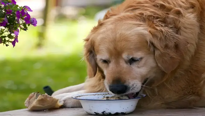 Signs Of Overfeeding In Golden Retrievers