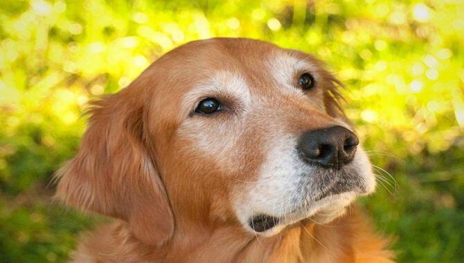 Signs Of Premature Whitening In Golden Retrievers