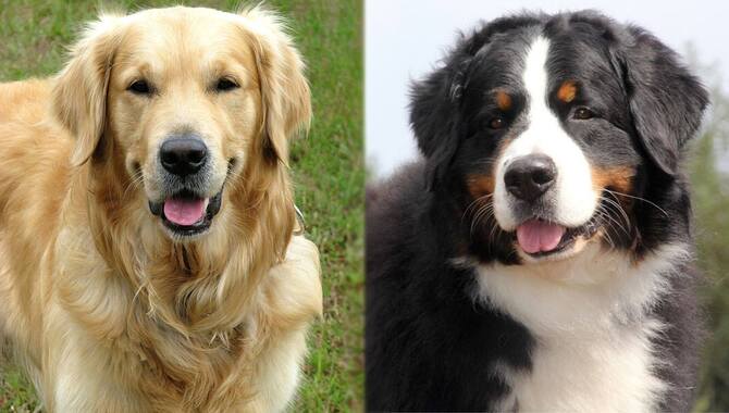 Similarities Between Golden Retrievers And Bernese Mountain Dogs