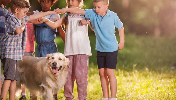 Simple 10 Best Games To Play With A Golden Retriever