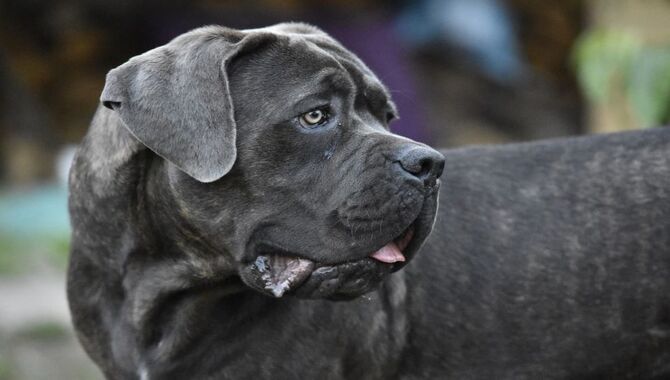 Size And Weight Of A Cane Corso