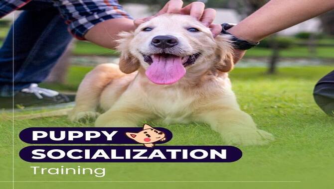 Socialization And Training