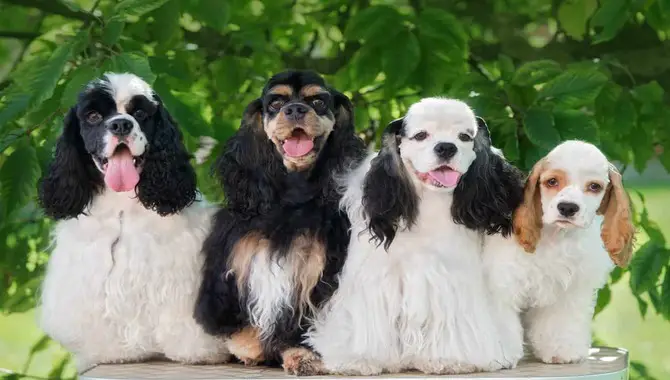 Socialize Your Cocker Spaniel To Keep Them Healthy And Happy