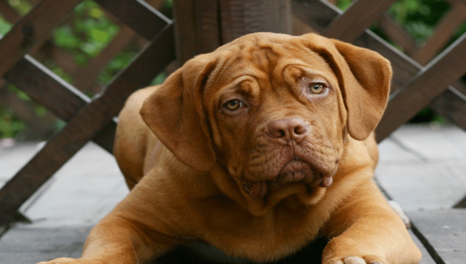 Solutions For Curing Hiccups In Dogs