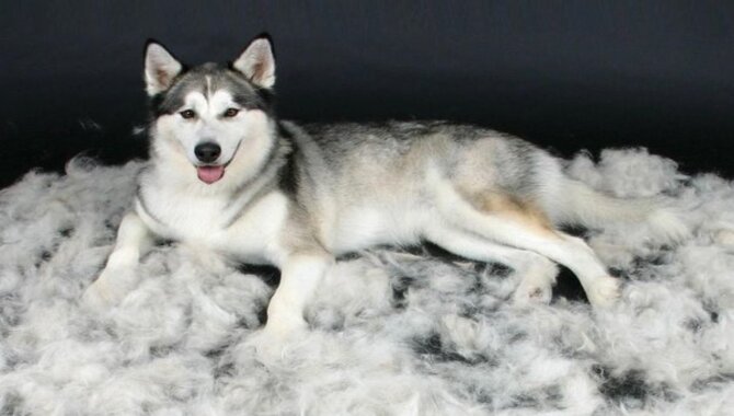 Solutions To Reduce Husky Shedding