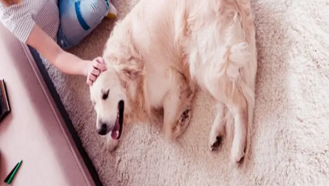 Some Ways To Care For A Pregnant Golden Retriever