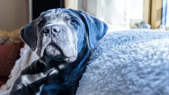 Some Ways To How Long Can You Leave A Cane Corso Home Alone