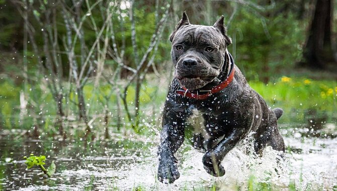 Strength, Speed, And Agility Of A Cane Corso