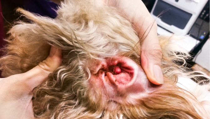 Symptoms Of Ear Infections In Golden Retrievers