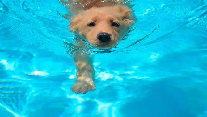 Take Your Golden Retriever For A Swim