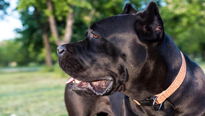 Teaching Your Cane Corso To Be Alone