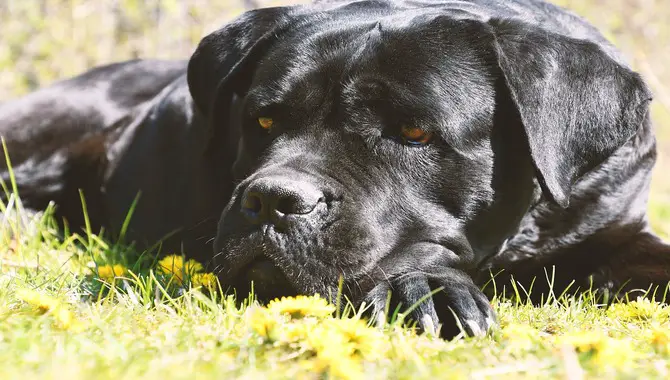 Teaching Your Cane Corso To Be Alone