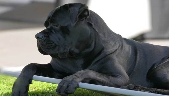 The Benefits Of A Cane Corso Service Dog