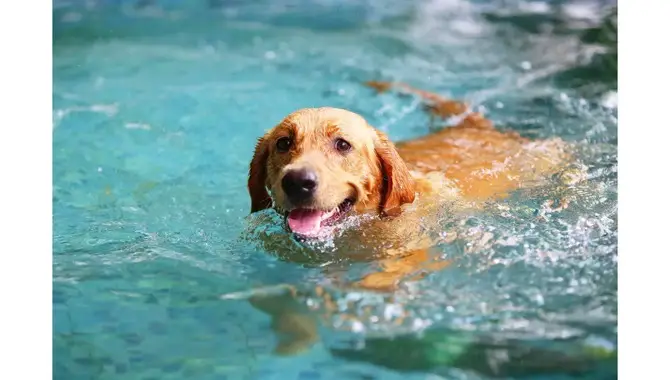 The Benefits Of Swimming For A Golden Retriever