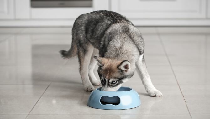 The Best Resources For Feeding Your Husky Puppy