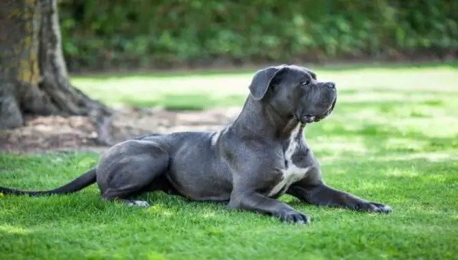 The Cane Corso As An Ideal Hunting And Protection Dog