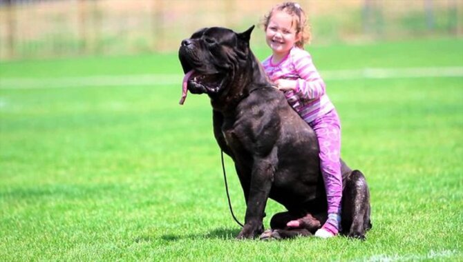 The Cane Corso Is Quiet