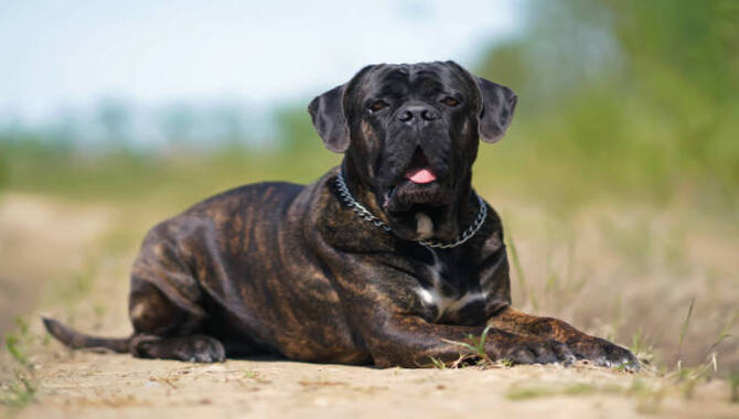 The Cane Corso Signature Look