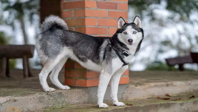 The Cozy Reason Huskies Have Curly Tails