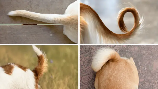 The Difference Between Curly And Sickle Tails