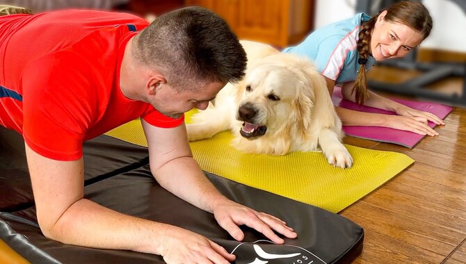 The Exercise Requirements Of A Golden Retriever