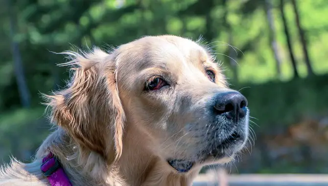 The Fact About Golden Retrievers Drools Or Not