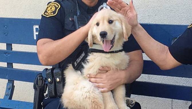 The Golden Retriever As A Police Dog