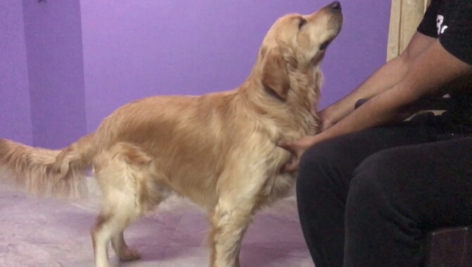 The Golden Retriever Ticklishness Test