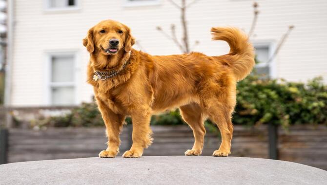 The Golden Retriever's Size, Weight, And Personality