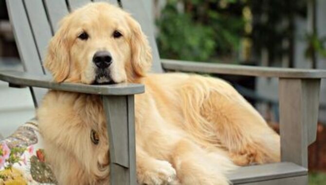 The Grooming Needs Of A Golden Retriever