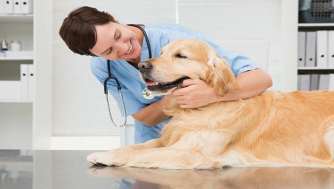 The Health Care Needs Of A Golden Retriever