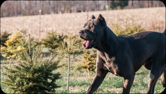 The Impact Of Exercise On Cane Corso