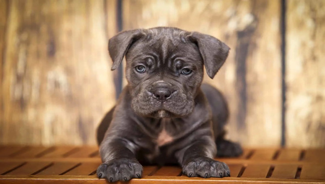 The Impact Of Grooming On Cane Corso Allergens