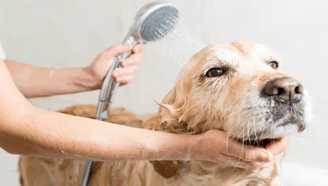 The Importance Of Brushing And Bathing Your Golden Retriever