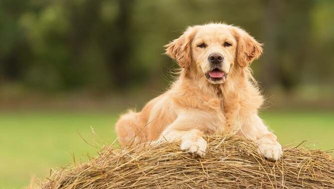 The Importance Of Exercise For A Golden Retriever