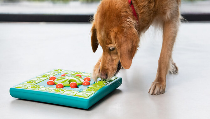 The Mental Stimulation Needs Of A Golden Retriever