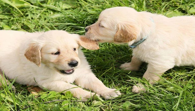 The Most Important Thing When It Comes To Picking A Golden Retriever Puppy