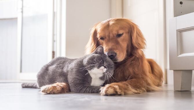 The Myths About Golden Retrievers And Cats
