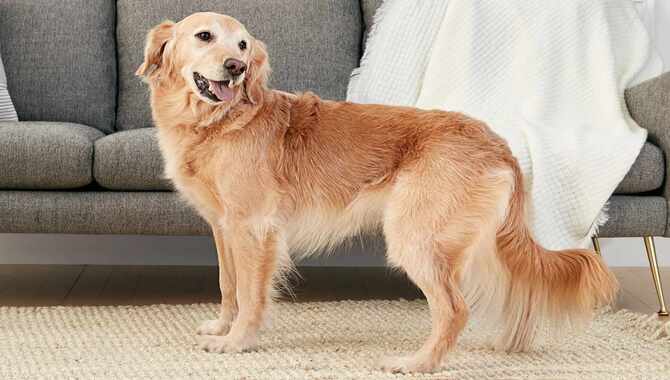 The Personality Of A Golden Retriever