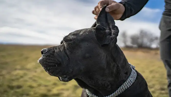 The Pros And Cons Of Ear Cropping For Cane Corso