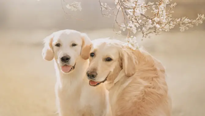 The Pros Of A Pair Of Golden Retrievers Instead Of One