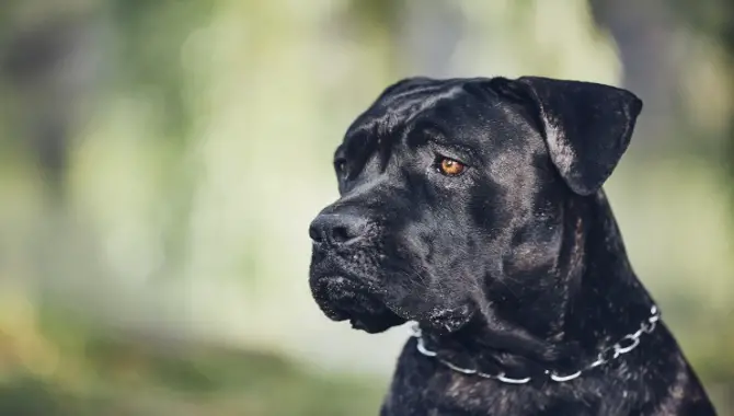 The Reasons Behind The Phenomenon Of Eye Color Change In A Cane Corso