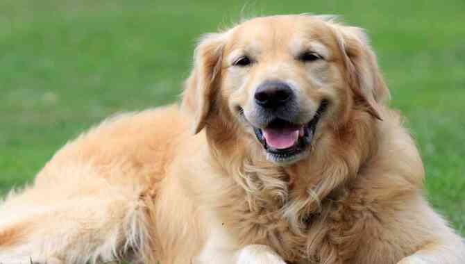 The Role Of Happiness In A Golden Retriever's Life