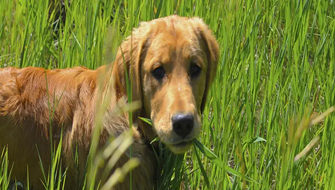 The Science Behind Why Golden Retrievers Eat Grass