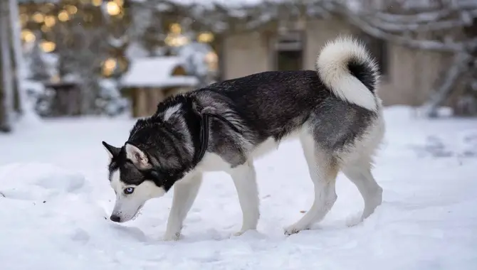 The Scientific Explanation For Why Huskies Have Curly Tails
