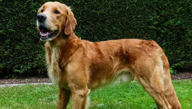 The Truth About Short-Haired Golden Retrievers