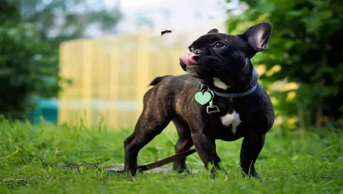 The Unfortunate Habit Of Dogs Eating Flies