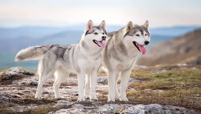 Theories About Why Huskies Have Curly Tails