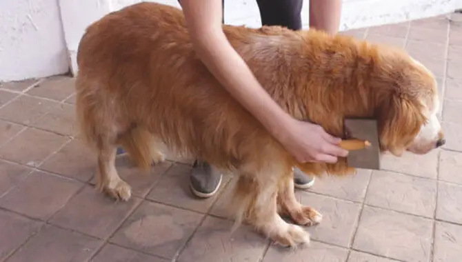 Things To Keep In Mind When Grooming A Golden Retriever With Long Hair